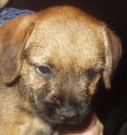 A Brandycarr Border Terrier Puppy