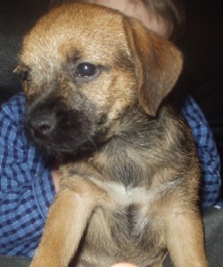 A Brandycarr Border Terrier Puppy