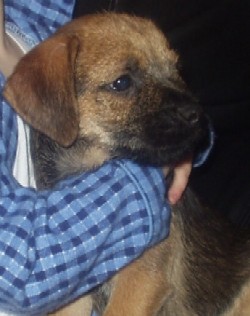 A Brandycarr Border Terrier Puppy