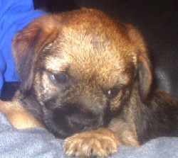 A Brandycarr Border Terrier Puppy