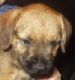 Alfie Border Terrier Puppy from Brandycarr