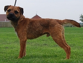 Gilbert :A Brandycarr Border Terrier