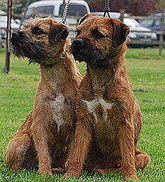 Gilbert :A Brandycarr Border Terrier