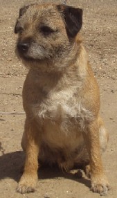 Gus: A Brandycarr Border Terrier