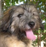 Mei Catalan Sheepdog as a pup