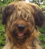 Milly our Adorable Briard