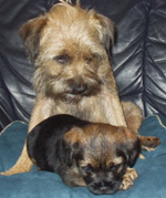 Border Terrier Picture Frame