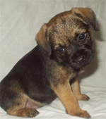 Border Terrier Picture Frame