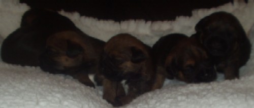 A Brandycarr Border Terrier Puppy