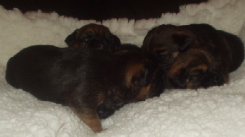 A Brandycarr Border Terrier Puppy