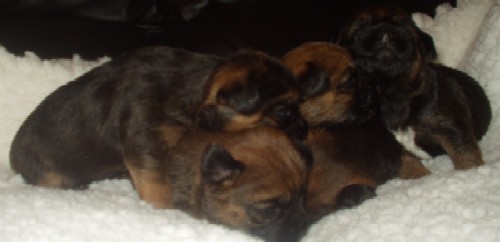 A Brandycarr Border Terrier Puppy