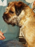 Border Terriers From Brandycarr Kennels