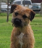 Rafa 1 of our Border Terrier Puppies 1 year on