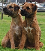 Rafa 1 of our Border Terrier Puppies 1 year on