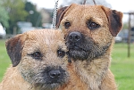 Rafa 1 of our Border Terrier Puppies 1 year on