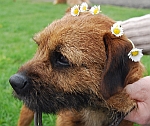 Rafa 1 of our Border Terrier Puppies 1 year on