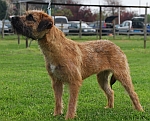 Rafa 1 of our Border Terrier Puppies 1 year on