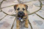 Rafa 1 of our Border Terrier Puppies 1 year on