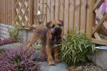 Rafa 1 of our Border Terrier Puppies 1 year on