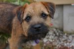 Rafa 1 of our Border Terrier Puppies 1 year on