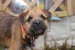 Rafa 1 of our Border Terrier Puppies 1 year on