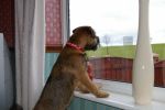 Rafa 1 of our Border Terrier Puppies 1 year on