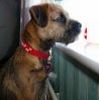 Rafa 1 of our Border Terrier Puppies 1 year on