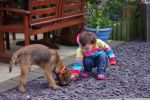 Rafa 1 of our Border Terrier Puppies 1 year on