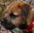 Rafa 1 of our Border Terrier Puppies 1 year on